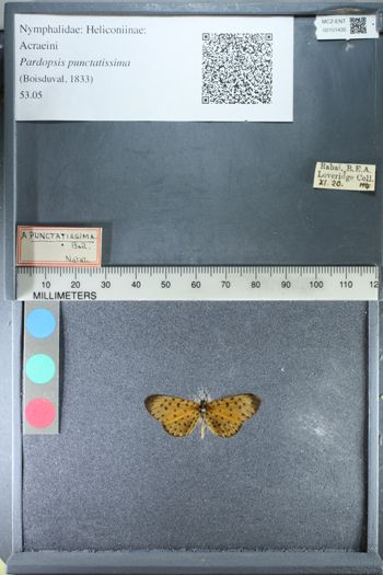 Media type: image;   Entomology 151435